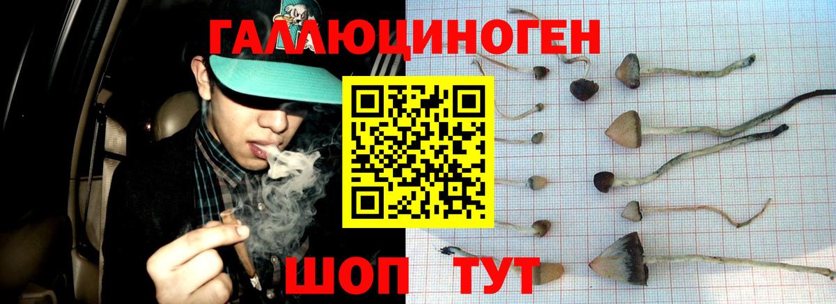 Баксан  что такое   Псилоцибиновые грибы прущие грибы  Вход с VPN  Псилоцибиновые грибы Magic Shrooms 